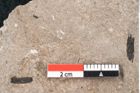 Foto (Detailansicht) von Plantae indet.  (NHMW-GEO-2024-0188-6686)